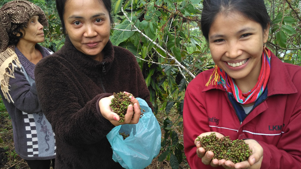 Andaliman langsung dari petani andaliman